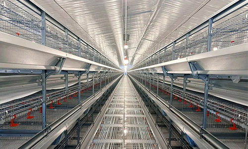 &Eacute;quipement de couvaison en place&nbsp;! Little Giant aide la construction d'une ferme moderne de pondeuses de 2 millions d'oiseaux dans le Jiangxi &agrave; entrer sur la voie rapide