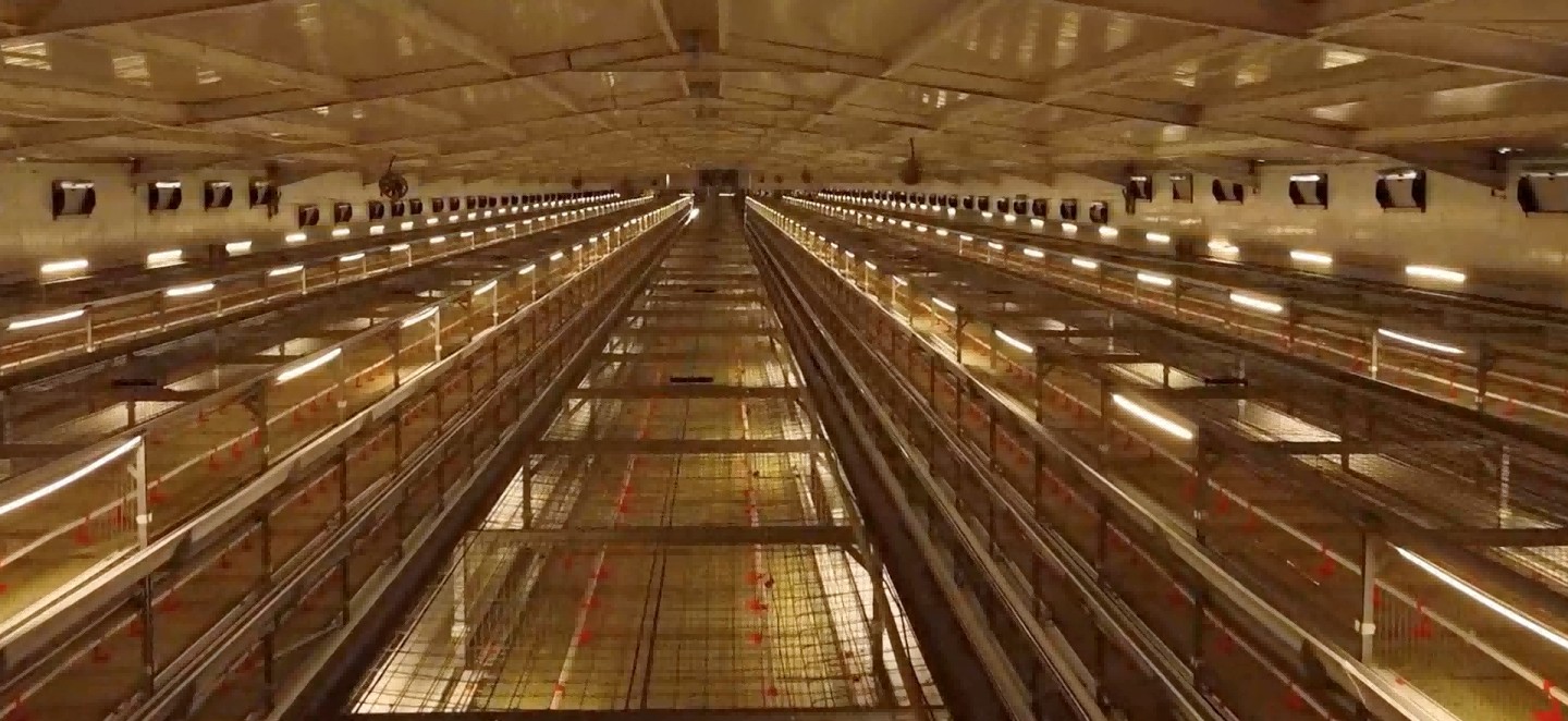 Un projet d’élevage de poulets de chair moderne en Égypte