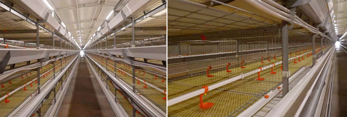 Un projet d’élevage de poulets de chair moderne en Égypte