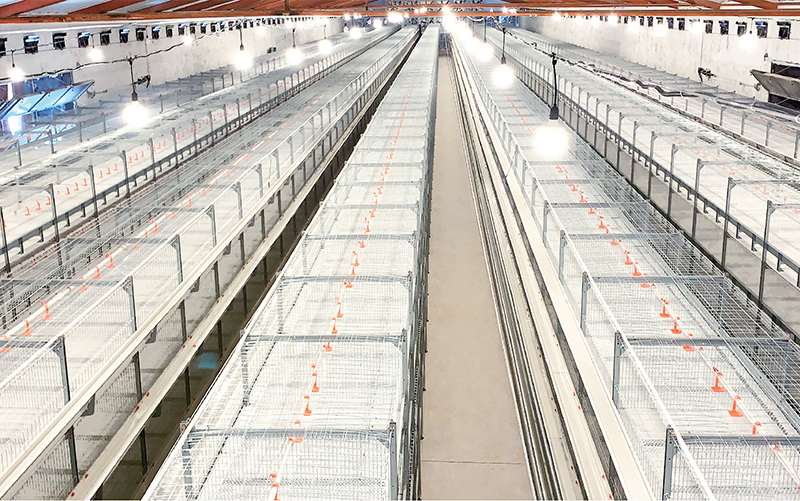 Cage pour poulets de chair de type 4100&nbsp;&ndash; Auge double &agrave; une rang&eacute;e