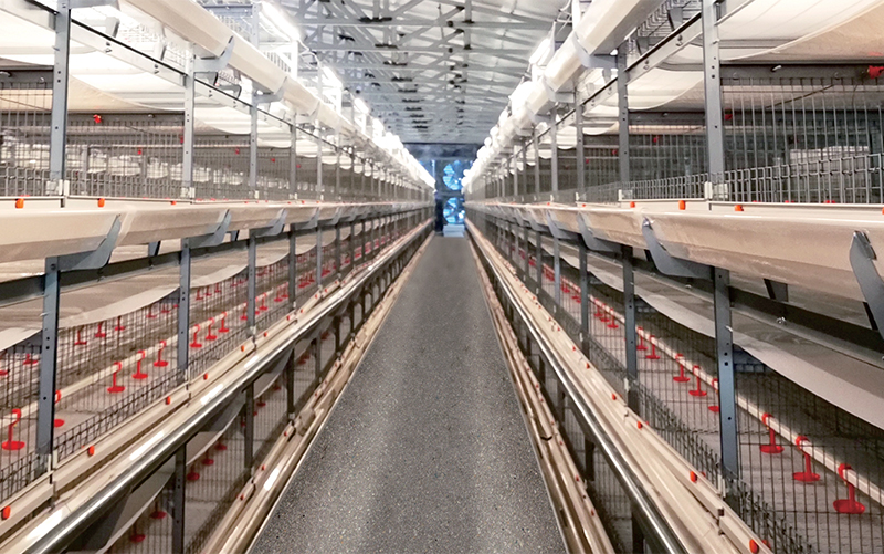 Cage pour poulets de chair de type 4140 - Auge double &agrave; une rang&eacute;e