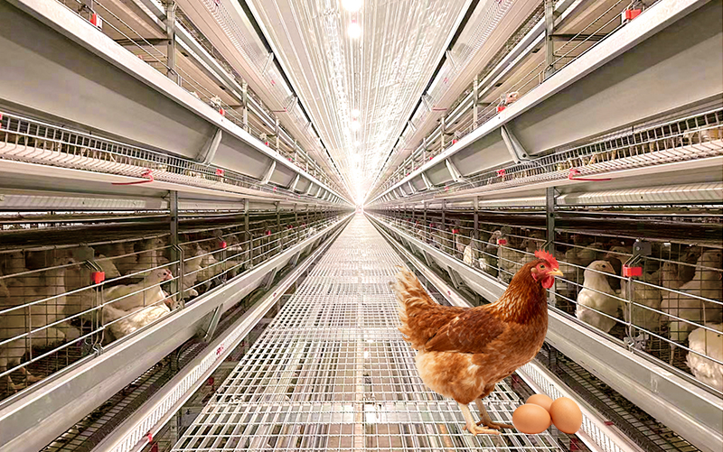 Syst&egrave;me de cages &agrave; couches automatis&eacute;es s&eacute;rie L785