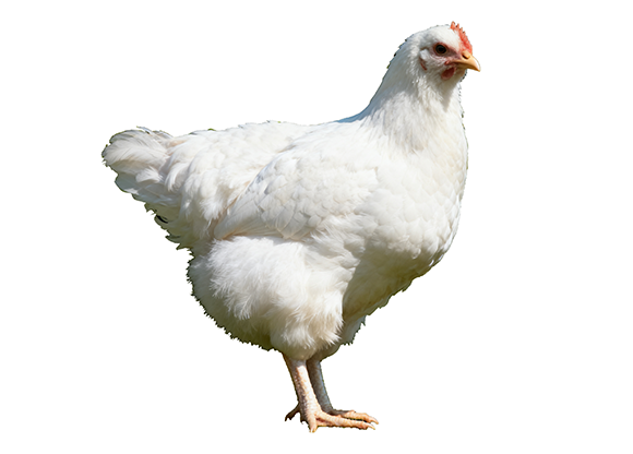 Poulets de chair