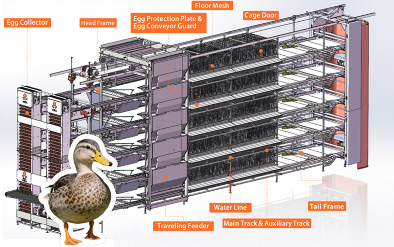 Syst&egrave;me d'&eacute;levage automatis&eacute; de canards pondeurs &agrave; plusieurs niveaux&nbsp;‒ YL550