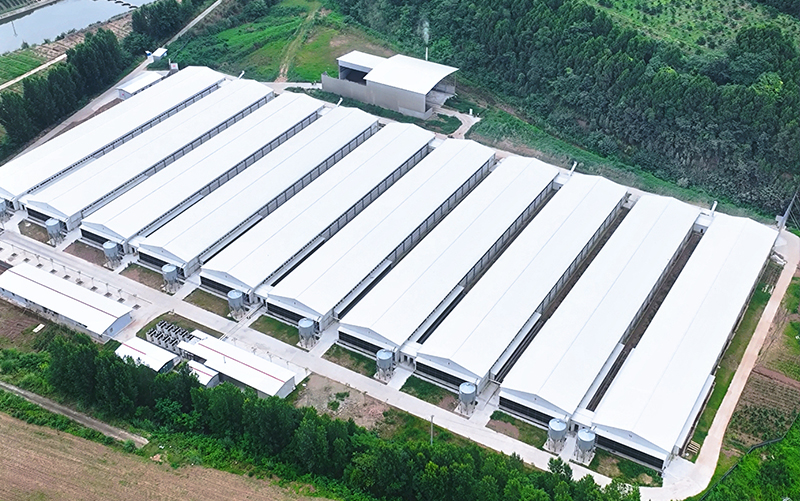 Projet Shehong de 3,5 millions de poulets de chair &agrave; 6 rang&eacute;es et 4 niveaux