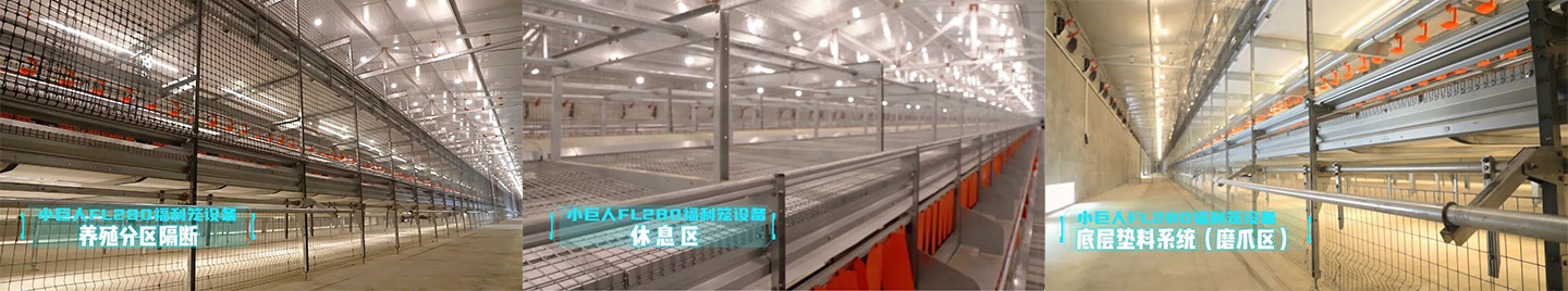 Vitrine du projet de cage de bien-être pour les poules pondeuses du Hebei 2024
