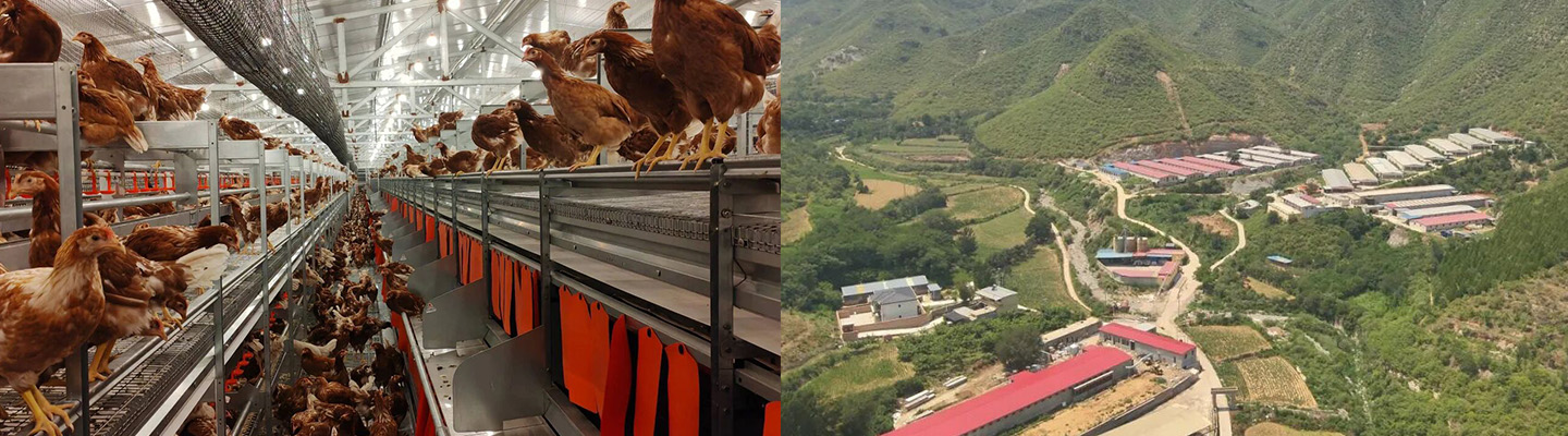 Vitrine du projet de cage de bien-être pour les poules pondeuses du Hebei 2024
