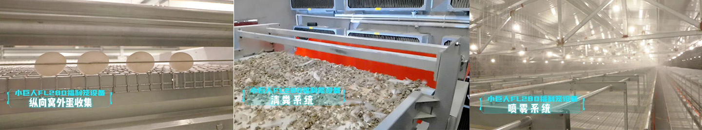 Vitrine du projet de cage de bien-être pour les poules pondeuses du Hebei 2024