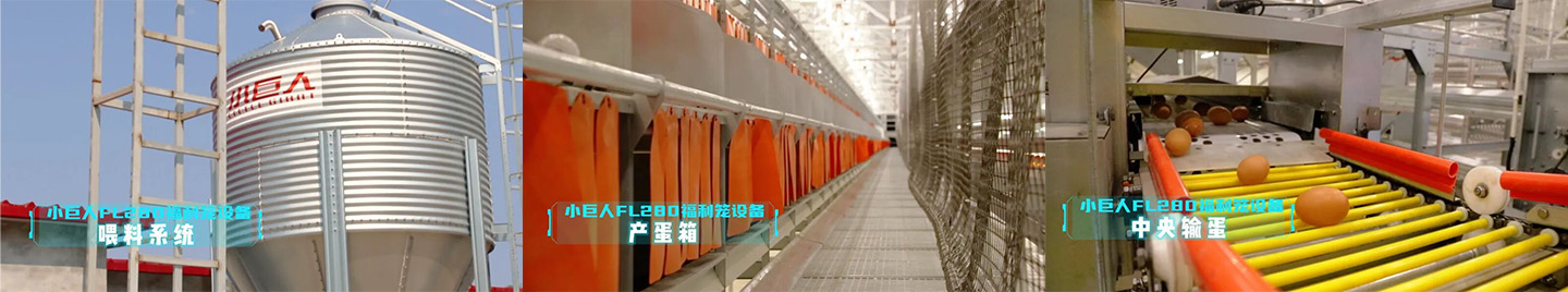 Vitrine du projet de cage de bien-être pour les poules pondeuses du Hebei 2024