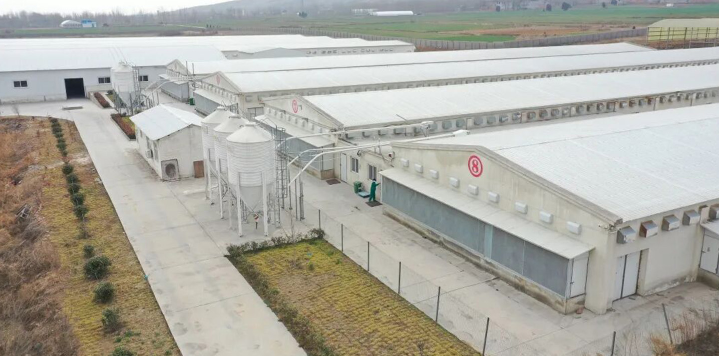 Little Giant aide Hangshuo Animal Husbandry à créer une entreprise agricole numérique de premier plan dans le Henan