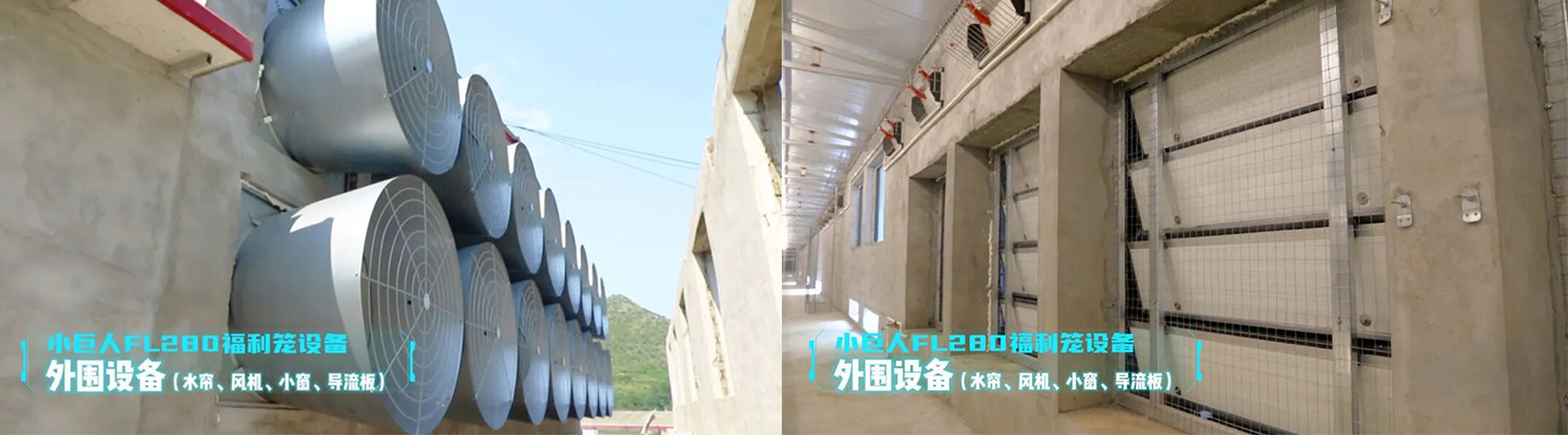 Vitrine du projet de cage de bien-être pour les poules pondeuses du Hebei 2024