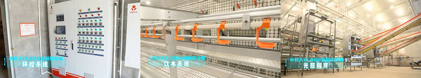 Vitrine du projet de cage de bien-être pour les poules pondeuses du Hebei 2024
