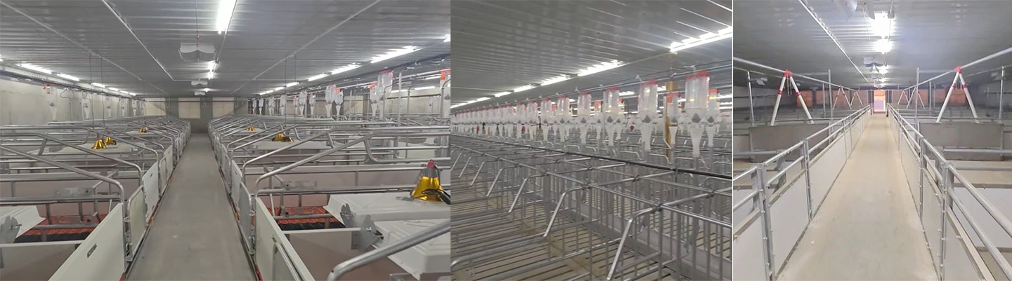 Production complète d’une ferme porcine moderne de 10 000 têtes ! Little Giant contribue à établir une nouvelle référence en matière de modernité
