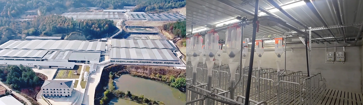 Production complète d’une ferme porcine moderne de 10 000 têtes ! Little Giant contribue à établir une nouvelle référence en matière de modernité