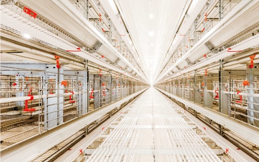 &Eacute;quipement de cage d'&eacute;levage de poules pondeuses