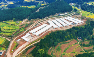 Le projet EPC de 3 millions de poulets de chair de Little Giant &agrave; Shehong entre dans la phase finale de construction