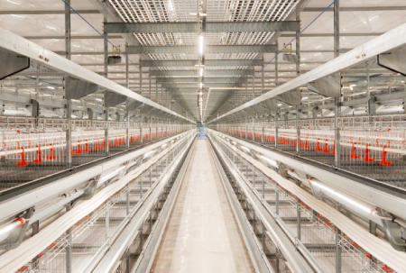 Avantages et inconv&eacute;nients des &eacute;quipements de production de poulets de chair