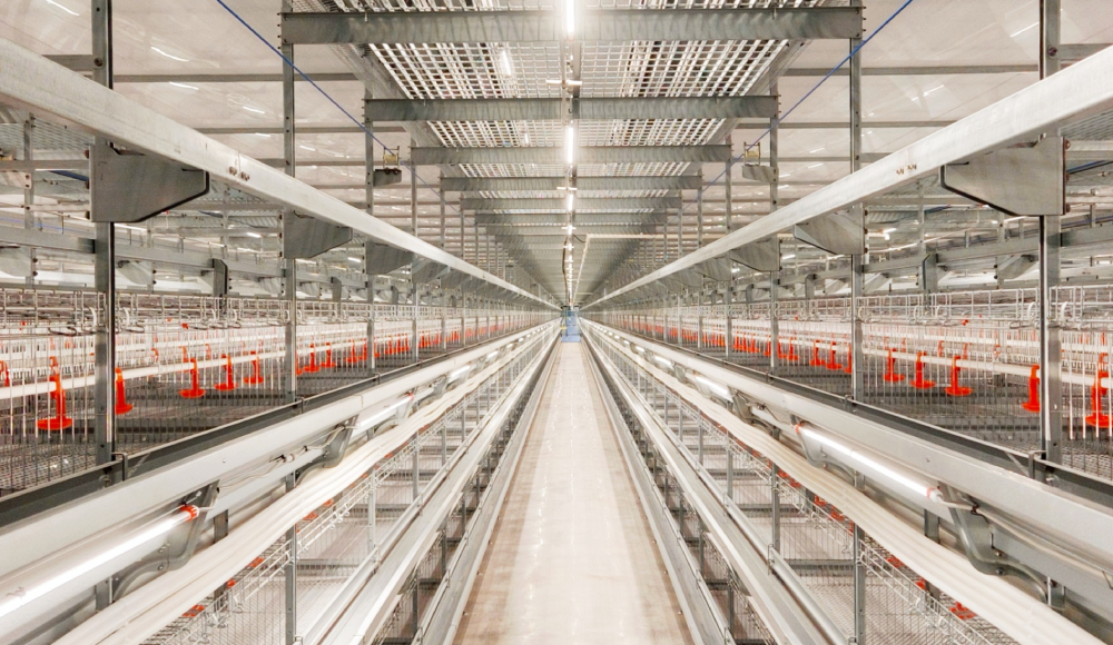 Autonomisation de la cha&icirc;ne compl&egrave;te | Little Giant soutient la conclusion r&eacute;ussie de la conf&eacute;rence annuelle 2025 de la branche de l'industrie des pondeuses du Sichuan&nbsp;!